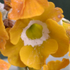 Auricula Old Mustard - Abriachan Nurseries, The Garden On Loch Ness
